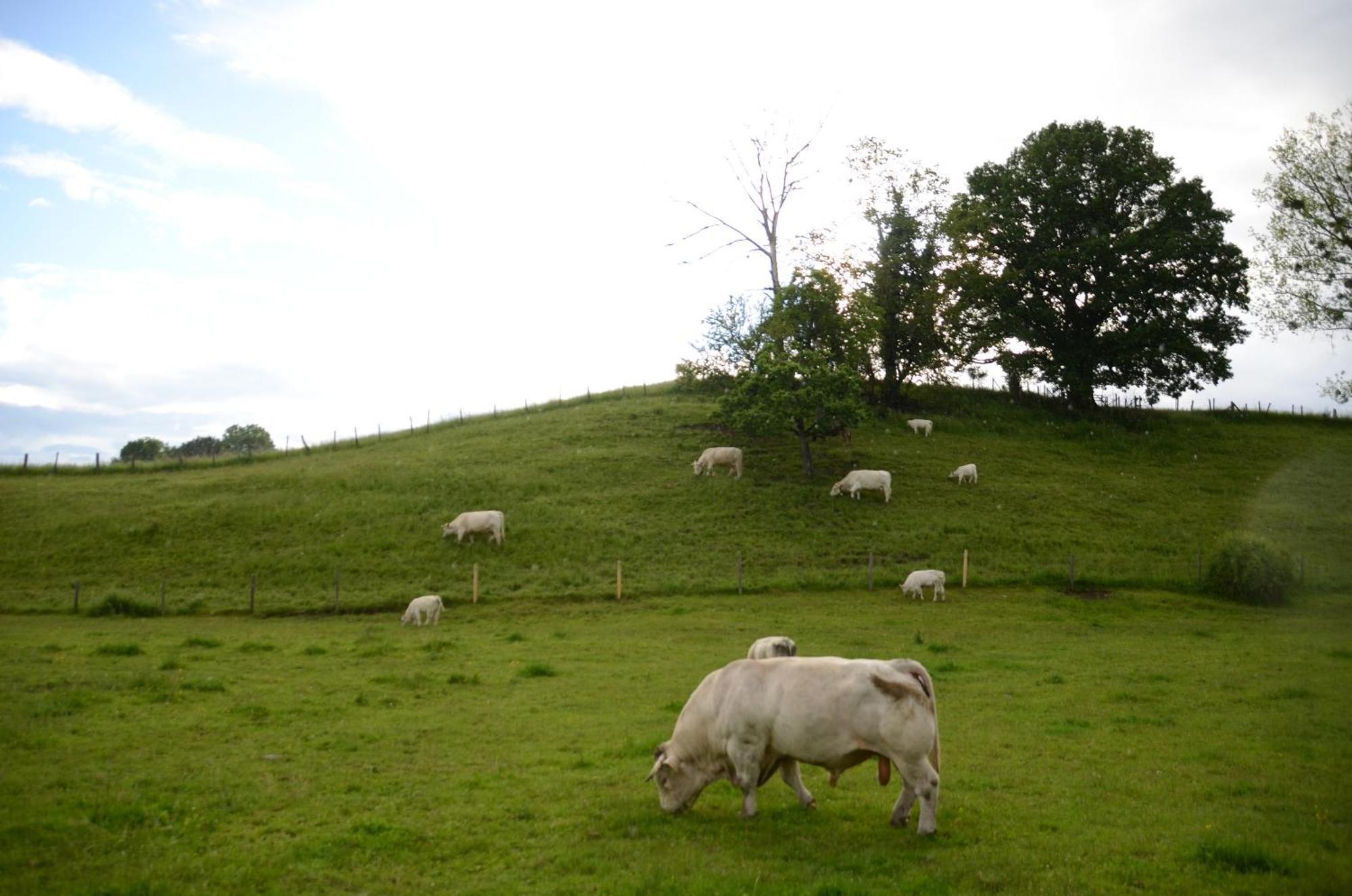 ホテル Zweilindenhof ゼースハウプト エクステリア 写真